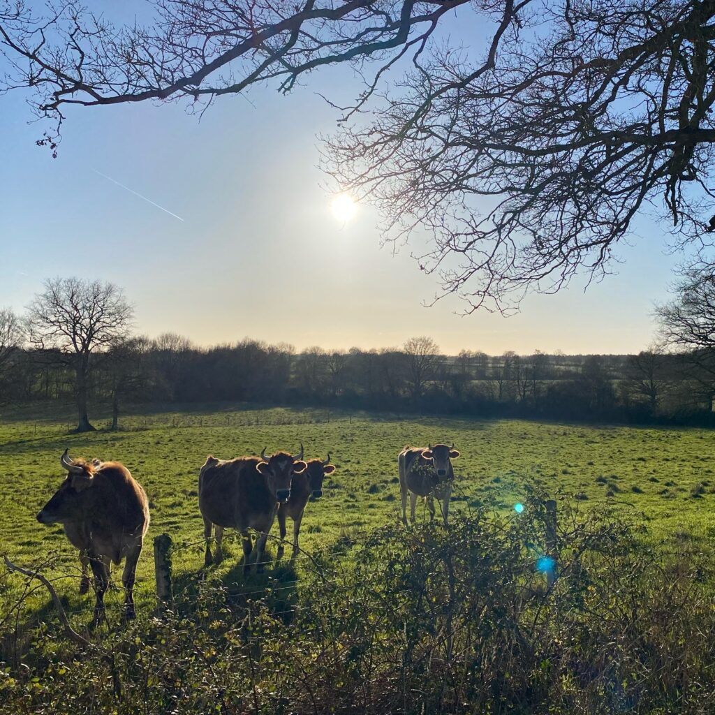 ブルターニュの田園風景